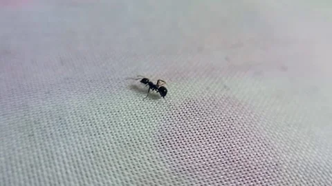 Confused Ant Sniffing Fabric Surface 스톡 동영상 341755471
