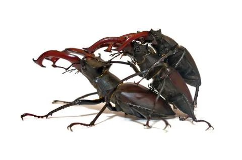 Confused beetles Foto stock