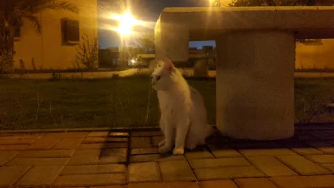 Confused cat at night Stock Footage 243249169