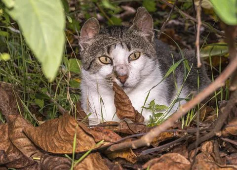 A confused cat Stock Photos
