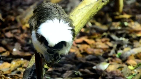 Confused Cotton-top monkey tamarin Saguinus Oedipus looks around Stock Footage 73103646