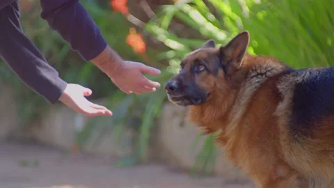 Confused dog beeing scold Stock Footage 233107485