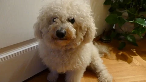 Confused Dog Stock Footage 46878668