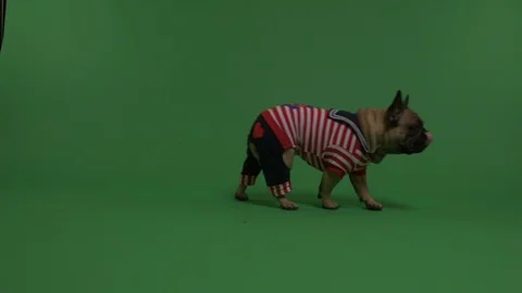 Confused dog Stock Footage 103033611