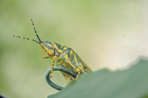 Confused grass hopper with leaf Stock Photos