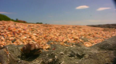 Confused Hermit Close Up Stock Footage 1007202