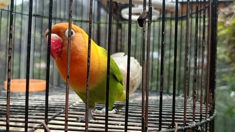 Confused love bird Stock Footage 221824331