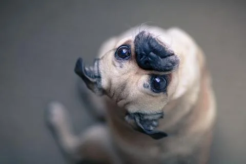 Confused pug Stock Photos