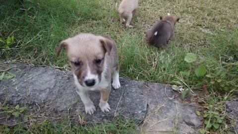 Confused Puppies Stock Footage 245256410