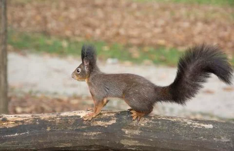 Confused squirrel Stock Photos