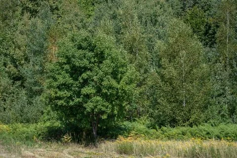 Confusing image of tree in front of forest during sunny day Stock Photos