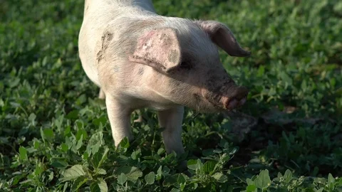 Confusing little piglet in a meadow Stock Footage 122260159