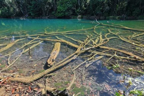 Confusion of dead tree trunks-reflections on transparent water. Lake Echam-AUS Stock Photos