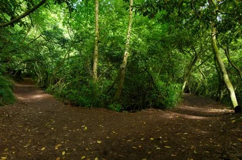 Cong Wood Stock-Fotos