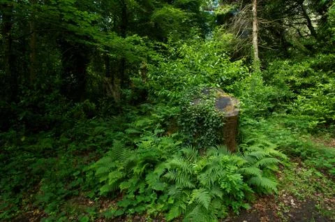 Cong Wood Stock-Fotos