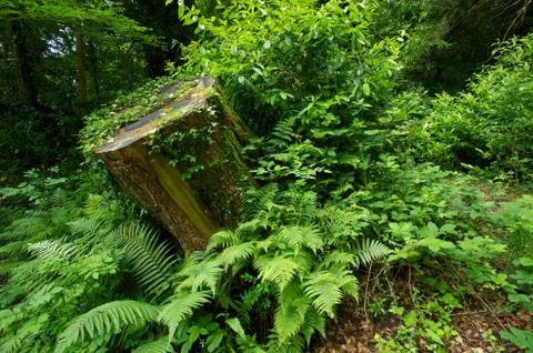 Cong Wood Foto stock