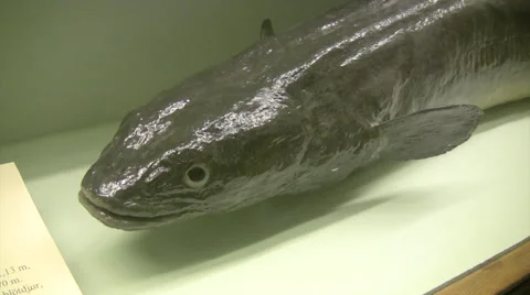 Conga eel on display in museum Video stock 55781922
