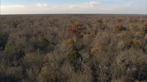 Congaree National Park Stock Footage 65429560
