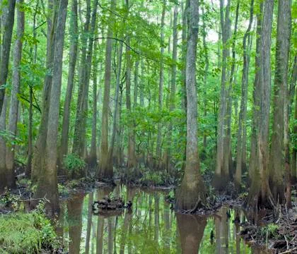 Congaree National Park Stock Photos