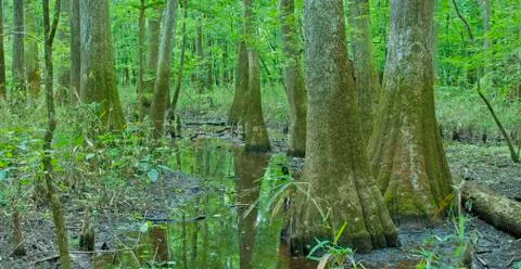 Congaree National Park Foto stock