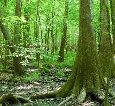 Congaree National Park Stock Photos
