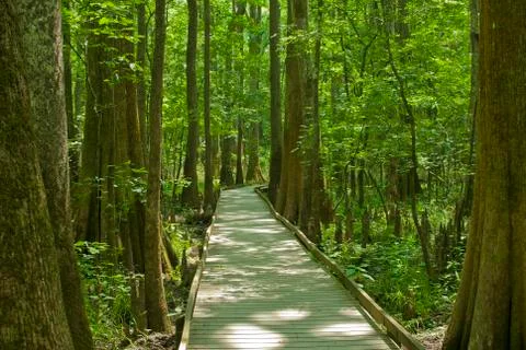 Congaree National Park Stock-Fotos
