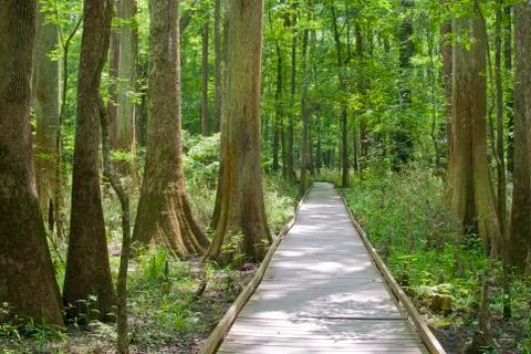 Congaree National Park Foto stock