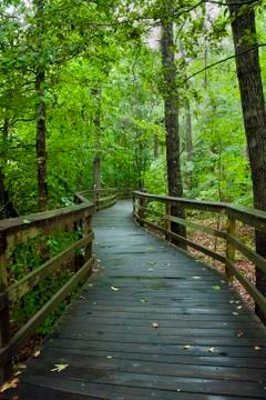 Congaree National Park 스톡 사진