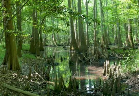 Congaree National Park Stock Photos