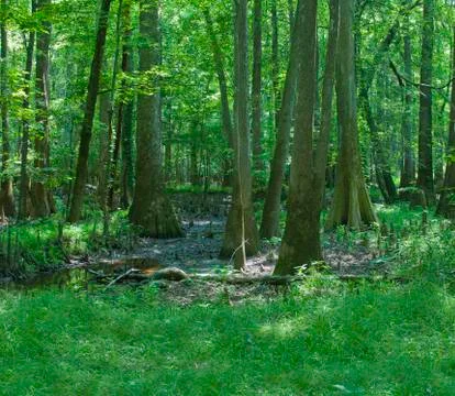 Congaree National Park 스톡 사진