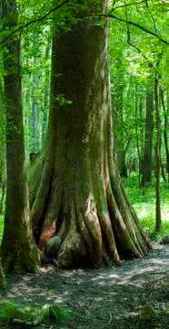 Congaree National Park Stock Photos