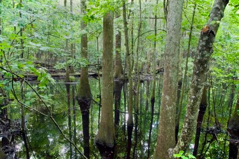 Congaree National Park Stock-Fotos