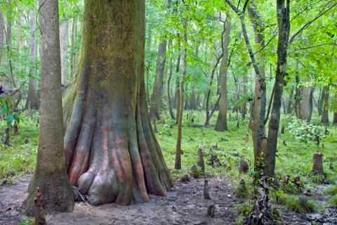 Congaree National Park Stock Photos