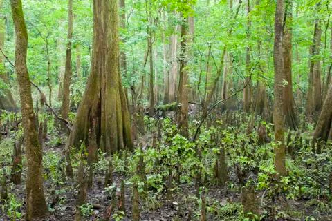 Congaree National Park 스톡 사진