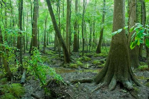 Congaree National Park Stock Photos
