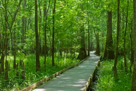 Congaree swamp boardwalk 스톡 사진