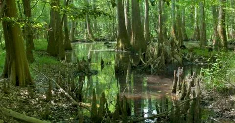 Congaree swamp 스톡 사진