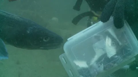 Conger c:up fist Stock-Footage 12488107