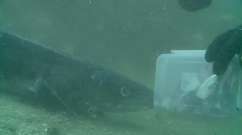 Conger c:up food 스톡 동영상 12488148