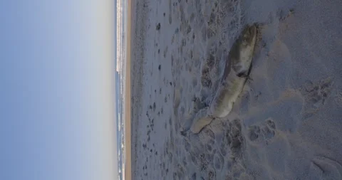Conger eel carcass washed up on beach Stock Footage 275249524
