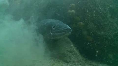 Conger eel cave 2 Stock Footage 12488909