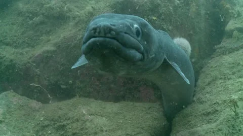Conger eel cave 3 Stock Footage 12489193