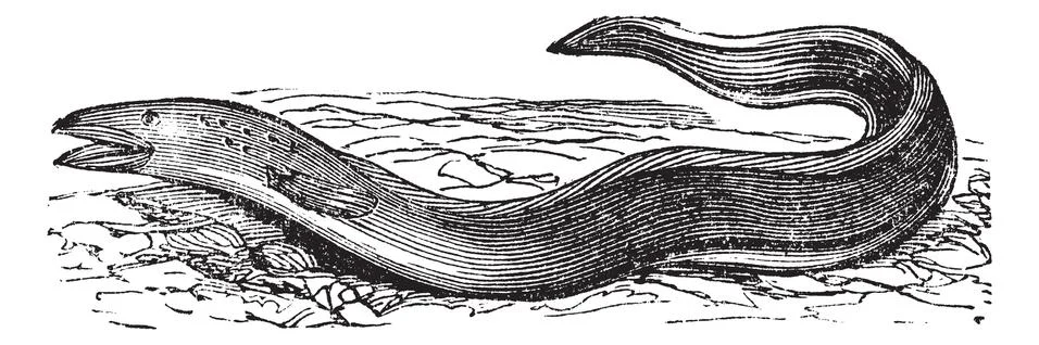 Conger Eel or Conger sp. vintage engraving Stock Illustration