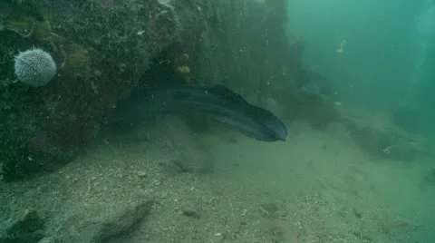 Conger eel reverse Stock Footage 12489208