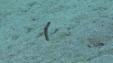 Conger eel in the sand Stock Footage 288051208