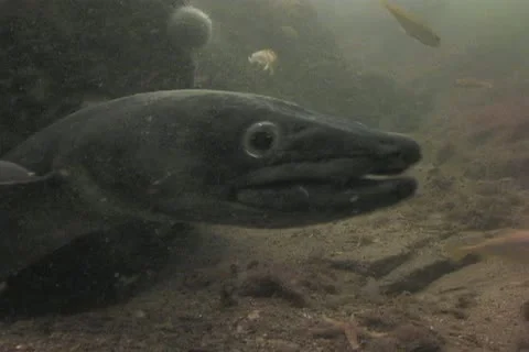 Conger eel sd 2 Stock Footage 12459694