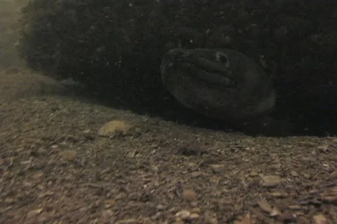 Conger eel sd 3 스톡 동영상 12459500