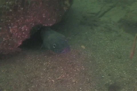 Conger eel sd 4 Stock Footage 12460391
