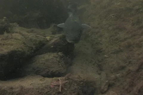 Conger eel sd 5 Video stock 12460180