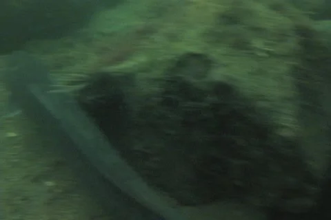 Conger eel sd 6 Stock Footage 12460865